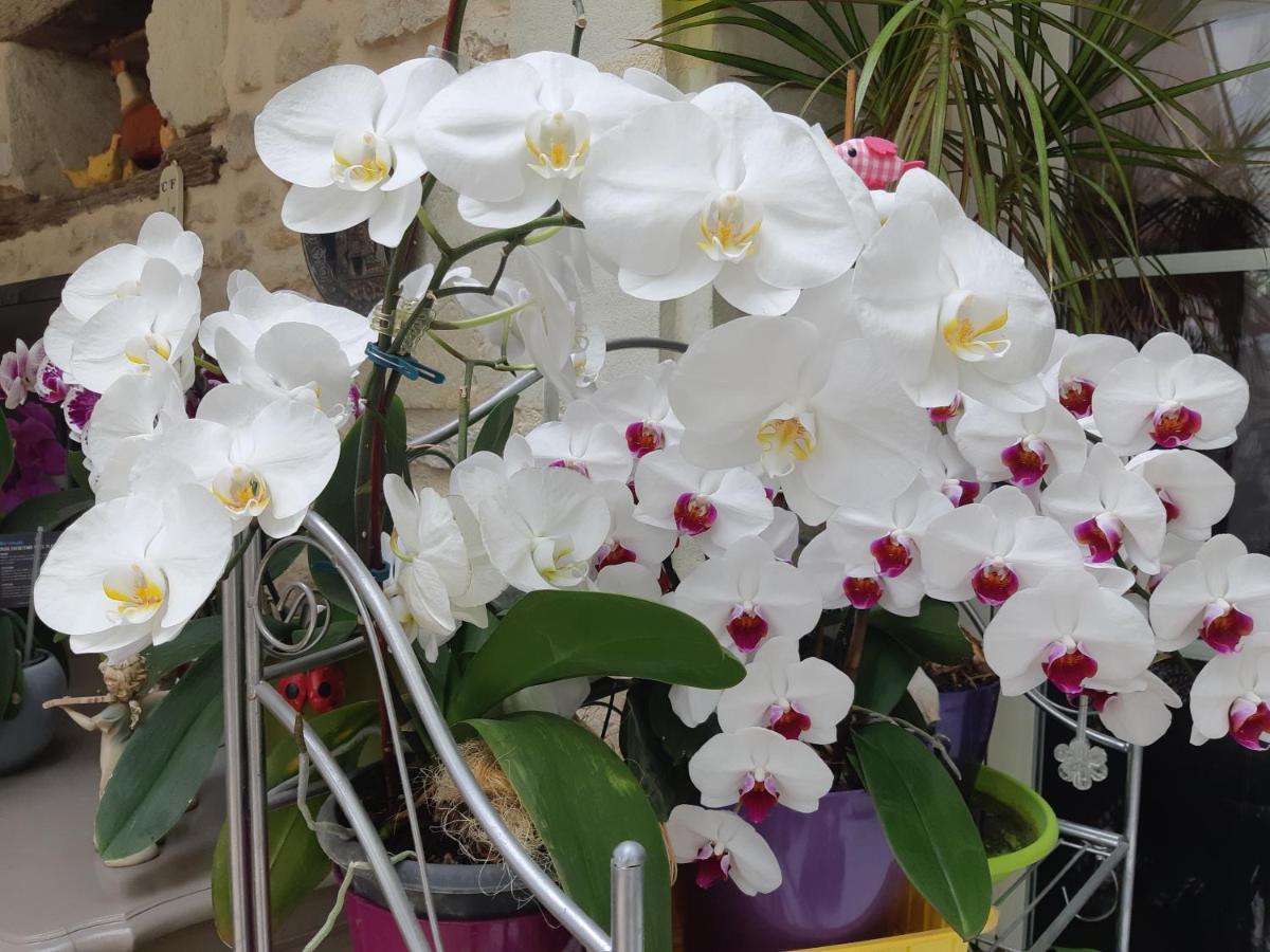ז'ונה-קלה Les Orchidees Chambre Hotes Futuroscope Chasseneuil Poitiers מראה חיצוני תמונה